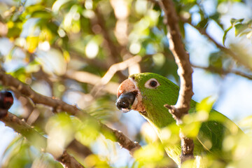 Maritaca, Brazilian bird with the name of maritaca in a jabuticabeira eating jabuticabas, selective focus.