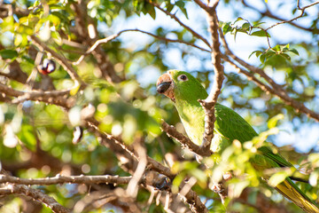 Maritaca, Brazilian bird with the name of maritaca in a jabuticabeira eating jabuticabas, selective focus.