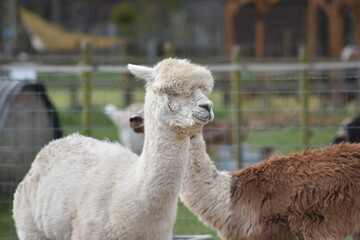 Llamas enjoying breakfast and sunshine at the rescue sanctuary.