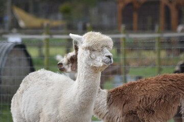 Llamas enjoying breakfast and sunshine at the rescue sanctuary.