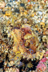 A picture of a blue ring octopus