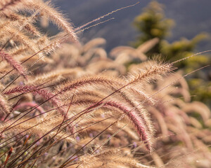 close up of grass in the wind
