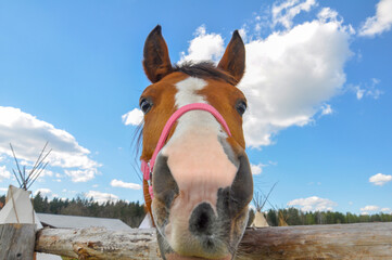 Funny horse head smiling over blue sky background, smiling horse close-up