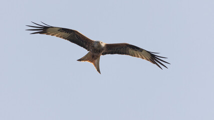 kite with wings spread soaring against light blue sky towards the camera