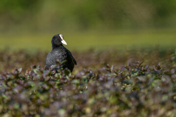 ein Blässhuhn sitzt auf Seepflanzen