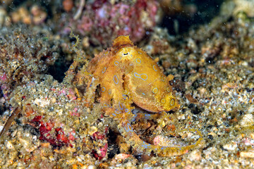 A picture of a blue ring octopus