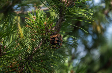 A beautiful large pine cone on a branch. Pine forest. Christmas tree. Winter. Close-up. Wallpaper....