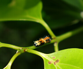 Focus on head of a multi color caterpillar on a cinnamon branch