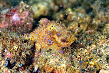 A picture of a blue ring octopus
