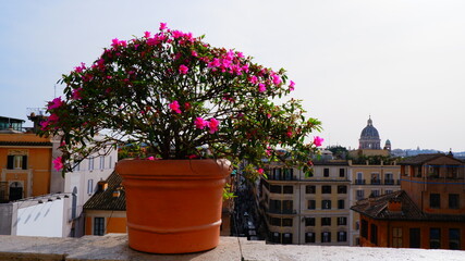 Fototapeta premium Selective focus photo of purple flowers