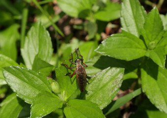 Overhead view of an unknown bug eating predator insect on a green leaf with few leaves