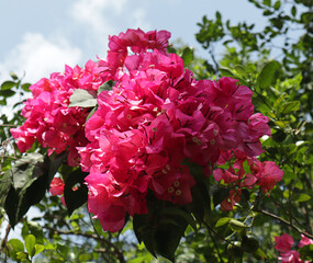 Beautiful view taken from below a bunch of dark pink bougainvillea flowers