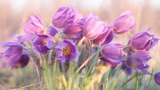 Pulsatilla vulgaris, pasca flower, grows in early spring in a field, close-up