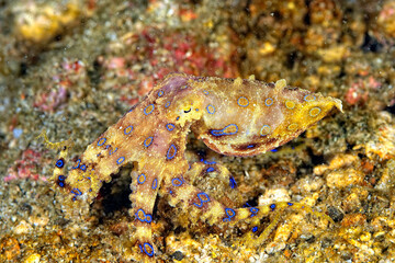 A picture of a blue ring octopus