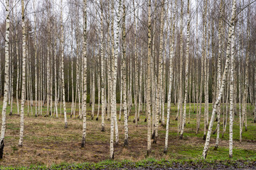 beautiful birch grove in spring when a little green grass just appears