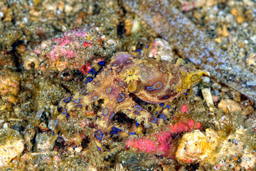 A picture of a blue ring octopus