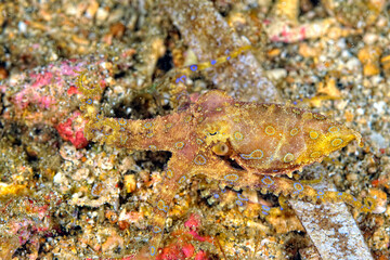 A picture of a blue ring octopus