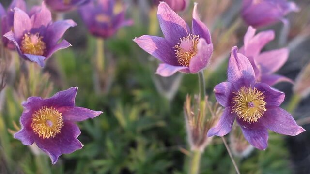 Pulsatilla vulgaris, pasca flower, grows in early spring in a field, close-up