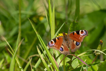 Tagpfauenauge sitzt auf einer Wiese 
