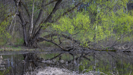 Large tree by the lake shore with fresh leaves in spring time