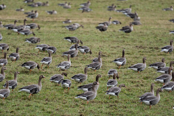 Fototapeta premium a flock of migrating geese in the spring walking through a green cereal field in search of food