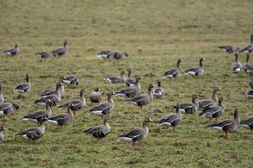 Obraz na płótnie Canvas a flock of migrating geese in the spring walking through a green cereal field in search of food