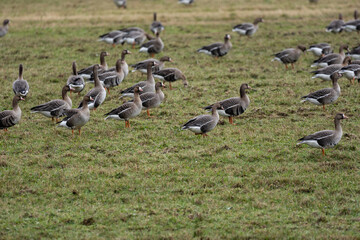 a flock of migrating geese in the spring walking through a green cereal field in search of food