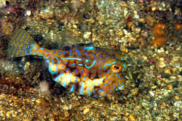 A picture of a box fish