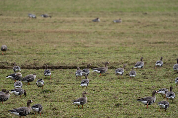 a flock of migrating geese in the spring walking through a green cereal field in search of food