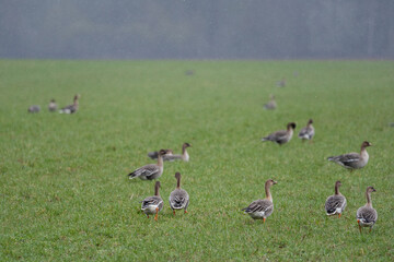 a flock of migrating geese in the spring walking through a green cereal field in search of food
