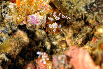 A picture of an Ambon shrimp