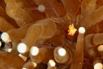 A mushroom coral ghost shrimp
