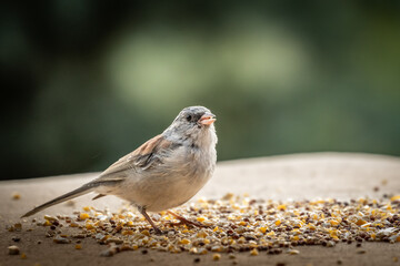 Dark-eyed Junco (Junco hyemalis), Red-backed variety, in Colorado
