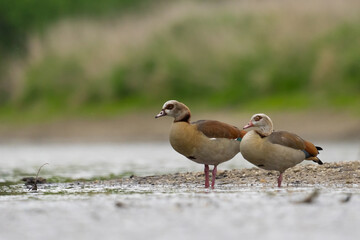 zwei Nilgänse stehen am Wasser
