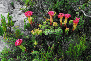 Africa- A Group of Plants With the Crassula coccinea in bloom on Table Mountain