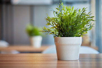 Pots of green plants in the office on the table. Blurred background with space for text.