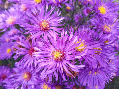 Beautiful purple alpine asters in the garden. Lilac flowers with yellow hearts. Charming light floral background. Aster alpinus