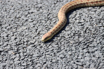 worm on the ground