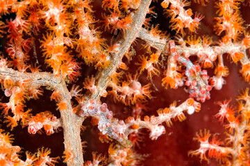 A picture of a pygmy seahorse © ScubaDiver