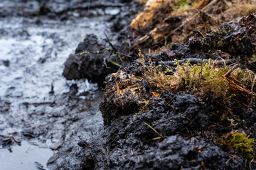 forest clearing where everywhere is printed by a forest tractor on big black mud