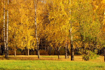 Autumn landscape, park with birch trees in yellow golden foliage. High quality photo