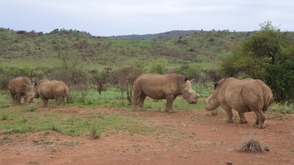 White Rhino Youngsters