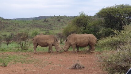Fototapeta na wymiar White Rhino Youngsters