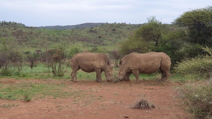 White Rhino Youngsters