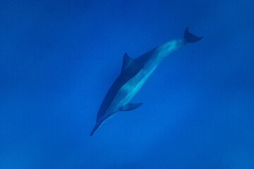 Hawaiian Bottlenose Dolphin Pod