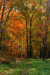 Autumn landscape with vertical orientation, the road going into the autumn forest. High quality photo