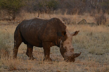 White Rhino with Horn
