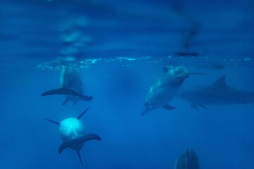 Hawaiian Bottlenose Dolphin Pod