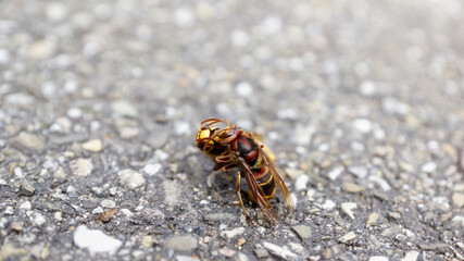 Nahaufnahmen vom Beschädigungskampf zwischen Hornissen die aneinander beknabbern, Fühlerkontakt.