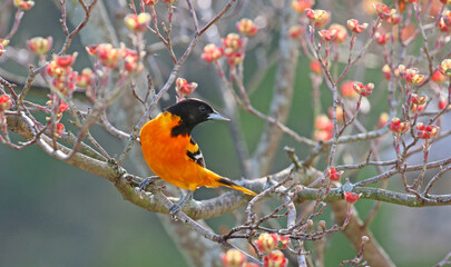 A brightly colored Baltimore Oriole of orange and black sits on a dogwood tree.